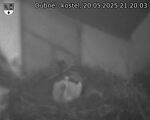 Capi_Dubne_20250520_212003.jpg
