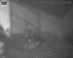 Capi_Dubne_20250520_232502.jpg