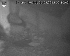 Capi_Dubne_20250521_001002.jpg (1350 x 1080)