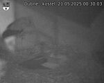 Capi_Dubne_20250521_003003.jpg