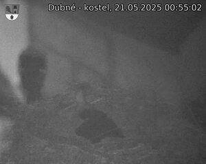 Capi_Dubne_20250521_005502.jpg (1350 x 1080)