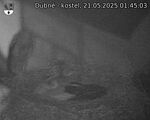 Capi_Dubne_20250521_014503.jpg