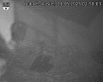 Capi_Dubne_20250521_025003.jpg
