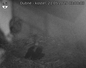 Capi_Dubne_20250521_030003.jpg (1350 x 1080)