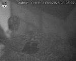 Capi_Dubne_20250521_030502.jpg
