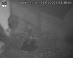 Capi_Dubne_20250521_033003.jpg