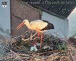 Capi_Dubne_20250521_055003.jpg