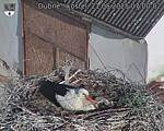 Capi_Dubne_20250521_070002.jpg