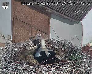 Capi_Dubne_20250521_073504.jpg (1350 x 1080)