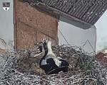 Capi_Dubne_20250521_075502.jpg