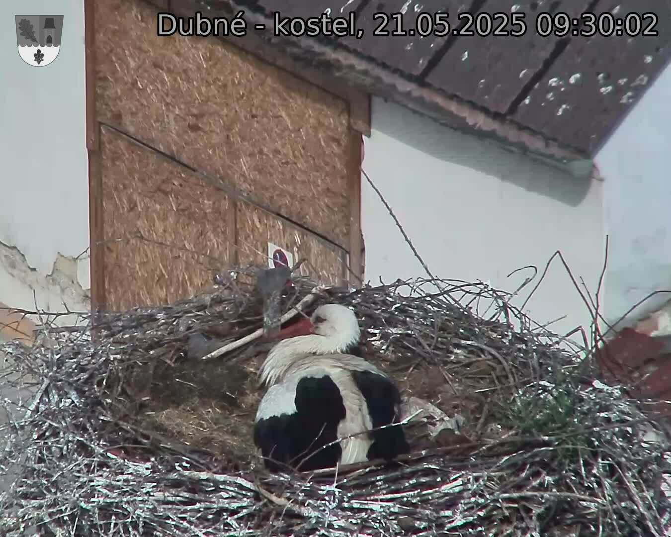 Capi_Dubne_20250521_093002.jpg (1350 x 1080)