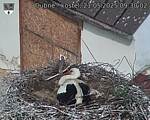 Capi_Dubne_20250521_093002.jpg