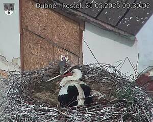 Capi_Dubne_20250521_093002.jpg (1350 x 1080)