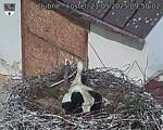 Capi_Dubne_20250521_095002.jpg