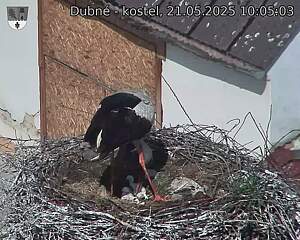 Capi_Dubne_20250521_100504.jpg (1350 x 1080)