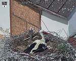 Capi_Dubne_20250521_110002.jpg