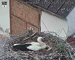Capi_Dubne_20250521_130004.jpg