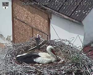 Capi_Dubne_20250521_131002.jpg (1350 x 1080)