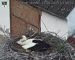 Capi_Dubne_20250521_134002.jpg