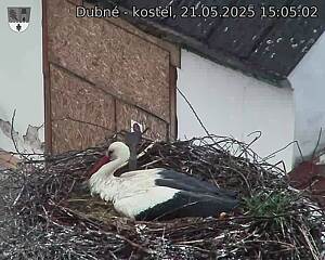 Capi_Dubne_20250521_150502.jpg (1350 x 1080)