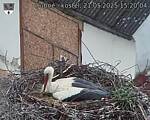 Capi_Dubne_20250521_152004.jpg