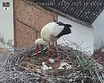 Capi_Dubne_20250521_164504.jpg