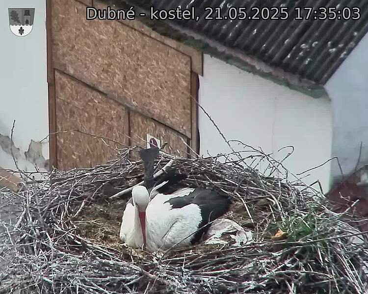 Capi_Dubne_20250521_173503.jpg (1350 x 1080)