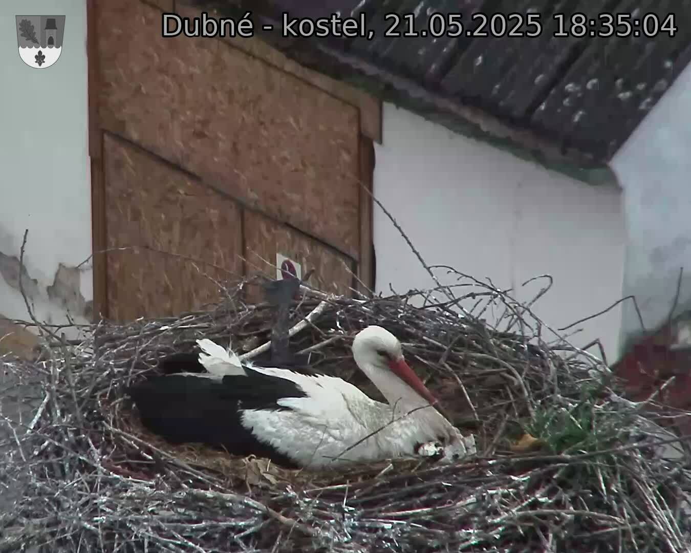 Capi_Dubne_20250521_183504.jpg (1350 x 1080)