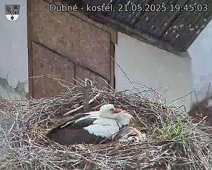 Capi_Dubne_20250521_194503.jpg (1350 x 1080)