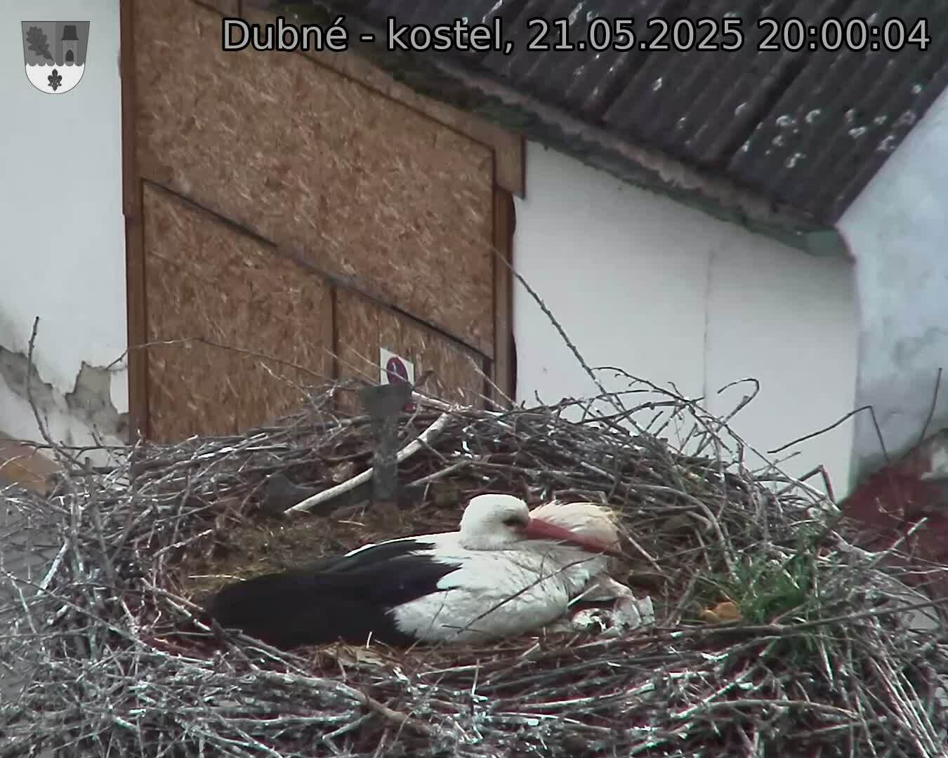 Capi_Dubne_20250521_200004.jpg (1350 x 1080)