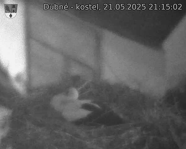 Capi_Dubne_20250521_211502.jpg (1350 x 1080)
