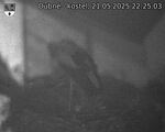 Capi_Dubne_20250521_222503.jpg