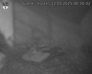 Capi_Dubne_20250522_005002.jpg (1350 x 1080)