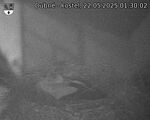 Capi_Dubne_20250522_013002.jpg