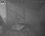 Capi_Dubne_20250522_015002.jpg