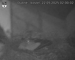 Capi_Dubne_20250522_020002.jpg (1350 x 1080)