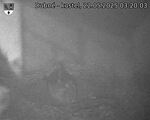 Capi_Dubne_20250522_032003.jpg