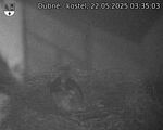 Capi_Dubne_20250522_033503.jpg