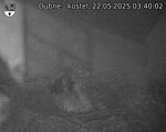 Capi_Dubne_20250522_034002.jpg