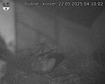 Capi_Dubne_20250522_041002.jpg