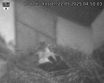 Capi_Dubne_20250522_045003.jpg