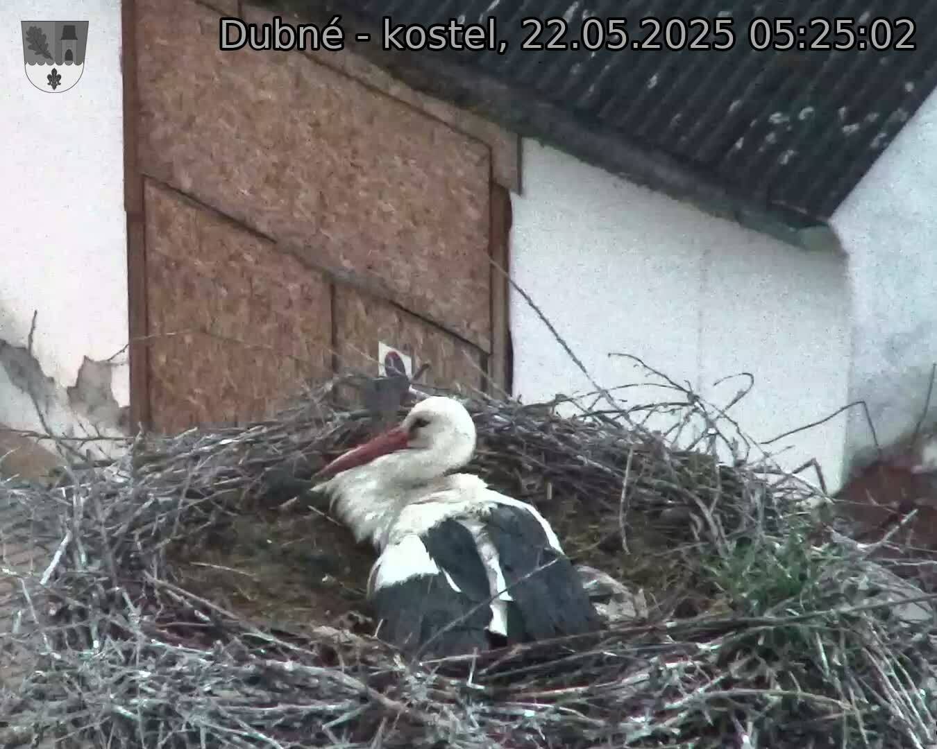 Capi_Dubne_20250522_052502.jpg (1350 x 1080)
