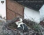 Capi_Dubne_20250522_052502.jpg