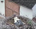 Capi_Dubne_20250522_053003.jpg