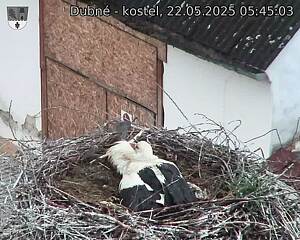 Capi_Dubne_20250522_054503.jpg (1350 x 1080)