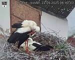 Capi_Dubne_20250522_064003.jpg