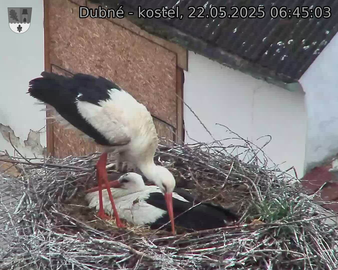Capi_Dubne_20250522_064503.jpg (1350 x 1080)