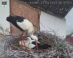 Capi_Dubne_20250522_064503.jpg