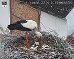 Capi_Dubne_20250522_065503.jpg