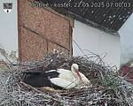 Capi_Dubne_20250522_070003.jpg